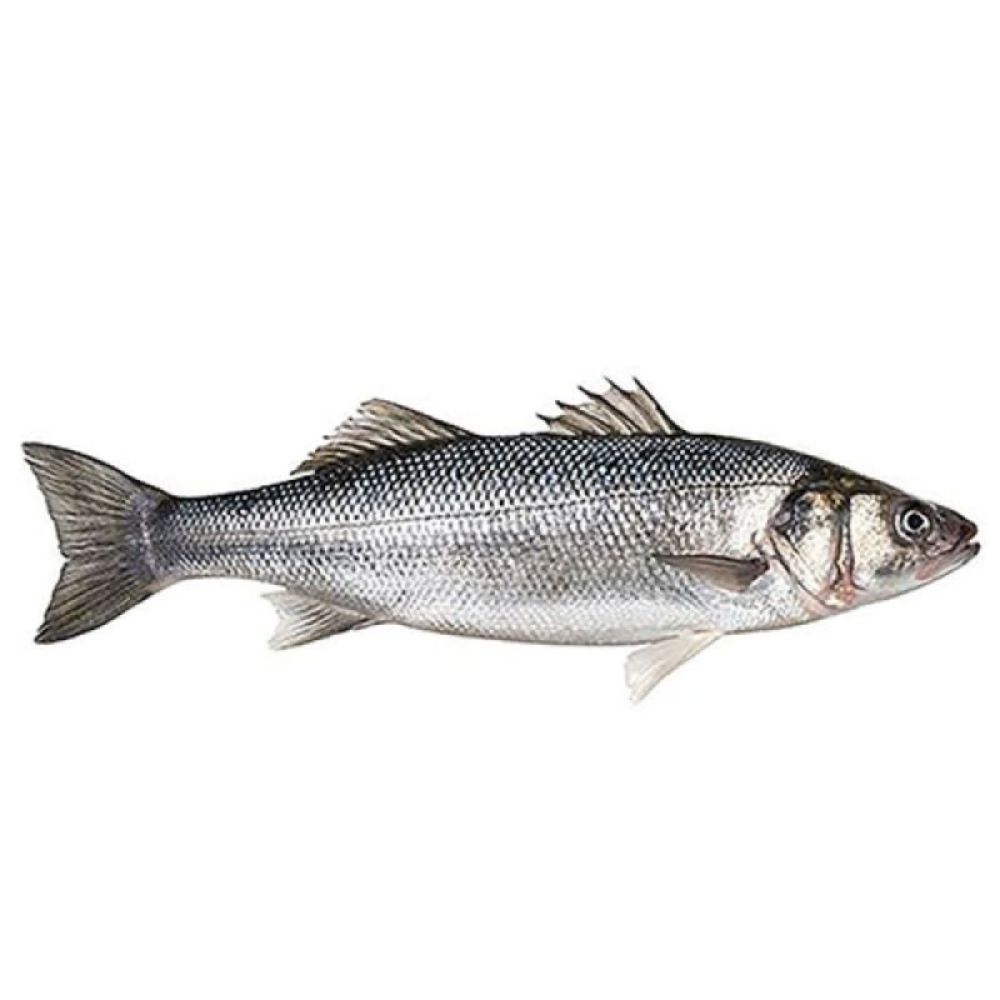 Sebust Fish Web Home Page